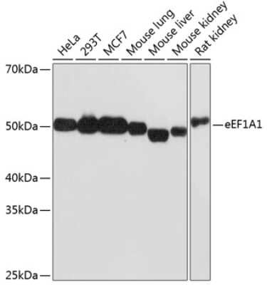 Western Blot: eEF1A1 Antibody (0X0H8) [NBP3-15399]