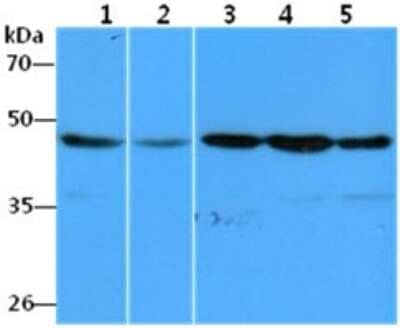 Western Blot: eEF1A1 Antibody (23C11)BSA Free [NBP2-59411]