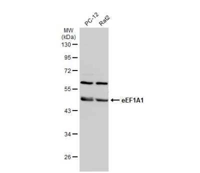 Western Blot: eEF1A1 Antibody [NBP1-32122]