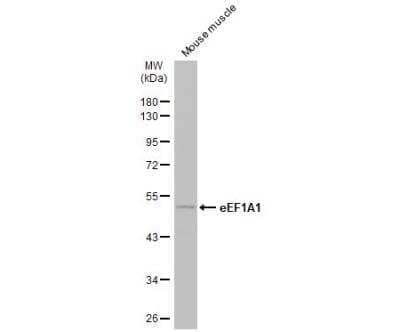 Western Blot: eEF1A1 Antibody [NBP1-32122]