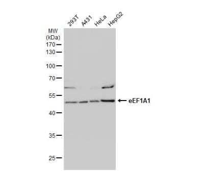 Western Blot: eEF1A1 Antibody [NBP1-32122]