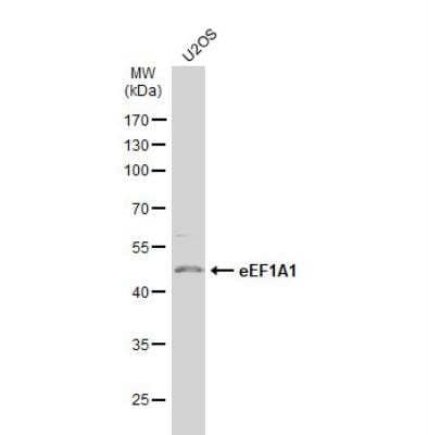 Western Blot: eEF1A1 Antibody [NBP1-32122]