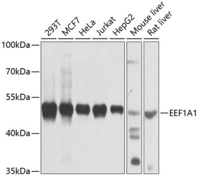 Western Blot: eEF1A1 AntibodyBSA Free [NBP2-92598]