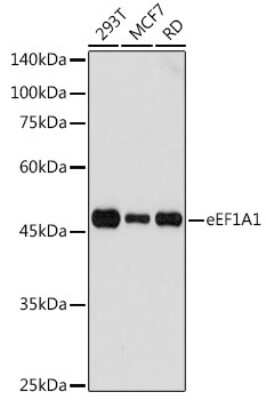 Western Blot: eEF1A1 AntibodyAzide and BSA Free [NBP2-92880]