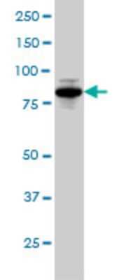 Western Blot: eEF1A2 binding protein Antibody (5B12) [H00091156-M01]