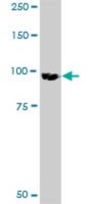 Western Blot: eEF1A2 binding protein Antibody [H00091156-D01P]