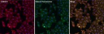 Immunocytochemistry/ Immunofluorescence: GFP Antibody [NBP2-37821]