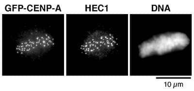 Immunofluorescence: eGFP Antibody [NBP2-59183]