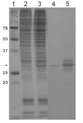 Western Blot: GFP Antibody [NBP2-37821]