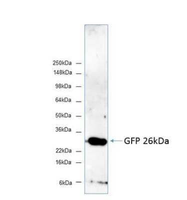 Western Blot: GFP Antibody [NBP2-37821]