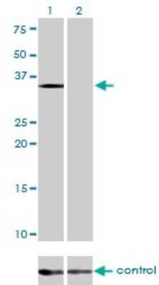Western Blot: eIF2 alpha/EIF2S1 Antibody (3H12-C11) [H00001965-M01]