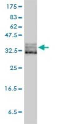 Western Blot: eIF2 alpha/EIF2S1 Antibody (3H12-C11) [H00001965-M01]