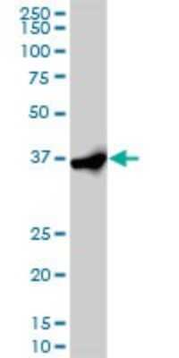 Western Blot: eIF2 alpha/EIF2S1 Antibody (3H12-C11) [H00001965-M01]