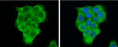 Immunocytochemistry/ Immunofluorescence: eIF2 alpha/EIF2S1 Antibody [NBP1-32289]