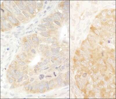 Immunohistochemistry-Paraffin: eIF2 alpha/EIF2S1 Antibody [NB100-2249]