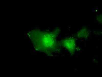 Immunocytochemistry/ Immunofluorescence: eIF2 alpha/EIF2S1 Antibody (OTI3H4) - Azide and BSA Free [NBP2-70626]