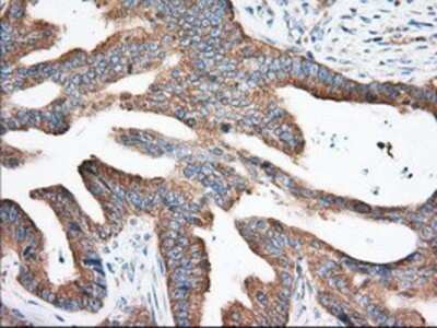 Immunohistochemistry: eIF2 alpha/EIF2S1 Antibody (OTI3H4) - Azide and BSA Free [NBP2-70626]