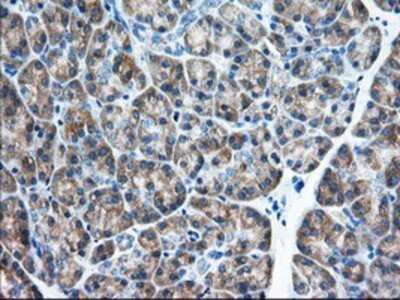 Immunohistochemistry: eIF2 alpha/EIF2S1 Antibody (OTI3H4) - Azide and BSA Free [NBP2-70626]