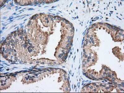 Immunohistochemistry: eIF2 alpha/EIF2S1 Antibody (OTI3H4) - Azide and BSA Free [NBP2-70626]