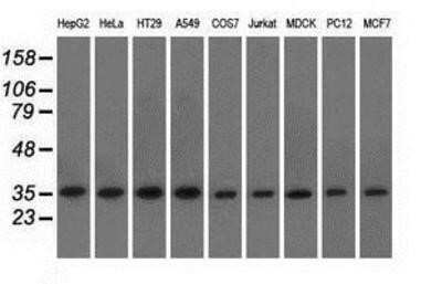 Western Blot: eIF2 alpha/EIF2S1 Antibody (OTI3H4)Azide and BSA Free [NBP2-70626]