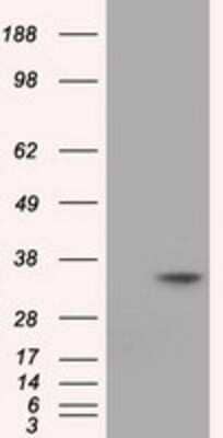 Western Blot: eIF2 alpha/EIF2S1 Antibody (OTI3H4)Azide and BSA Free [NBP2-70626]