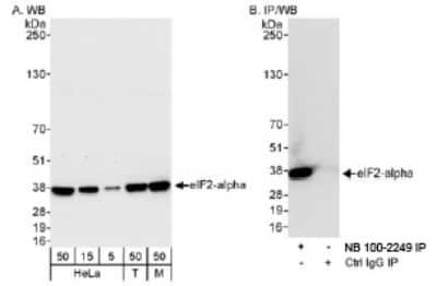 Western Blot: eIF2 alpha/EIF2S1 Antibody [NB100-2249]