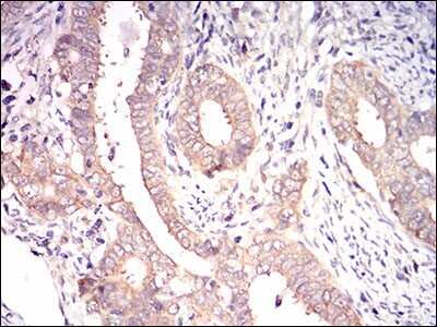 Immunohistochemistry: eIF2A Antibody (3A7A8) - BSA Free [NBP2-37279]