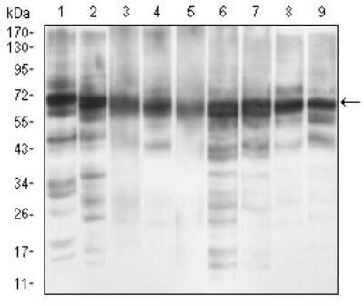 Western Blot: eIF2A Antibody (3A7A8)BSA Free [NBP2-37279]