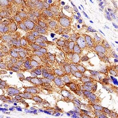 Immunohistochemistry: eIF2A Antibody (3A7B11) - Azide and BSA Free [NBP2-80716]