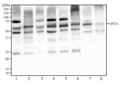 Western Blot: eIF2A Antibody (3A7B11)Azide and BSA Free [NBP2-80716]