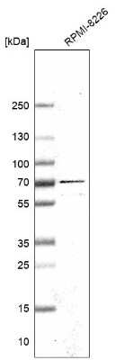 Western Blot: eIF2A Antibody [NBP1-84879]