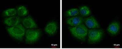 Immunocytochemistry/ Immunofluorescence: eIF2B1 Antibody [NBP2-16292]