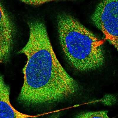 Immunocytochemistry/ Immunofluorescence: eIF2B1 Antibody [NBP2-58544]