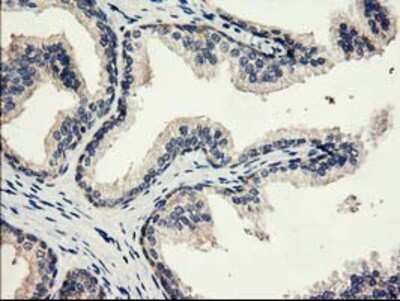 Immunohistochemistry-Paraffin: eIF2B3 Antibody (OTI1A4) [NBP2-01370]