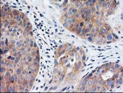 Immunohistochemistry: eIF2B3 Antibody (OTI1A4) - Azide and BSA Free [NBP2-71397]