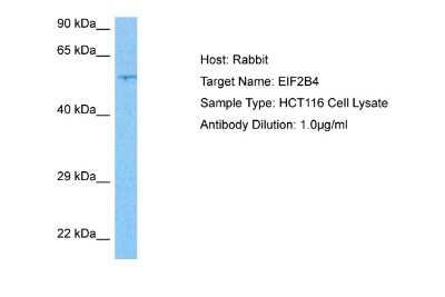 Western Blot: eIF2B4 Antibody [NBP2-87340]