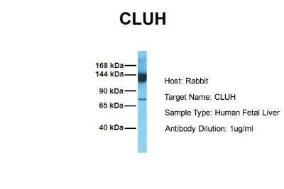Western Blot: eIF3X Antibody [NBP2-87345]