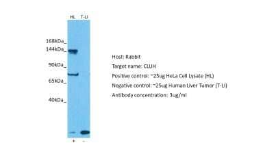 Western Blot: eIF3X Antibody [NBP2-87345]