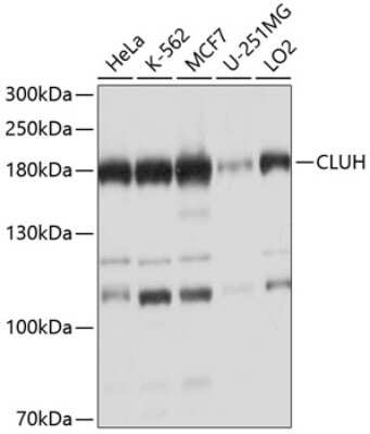 Western Blot: eIF3X AntibodyBSA Free [NBP3-03247]