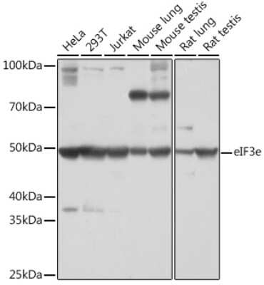 Western Blot: eIF3e Antibody (3H4N2) [NBP3-16184]