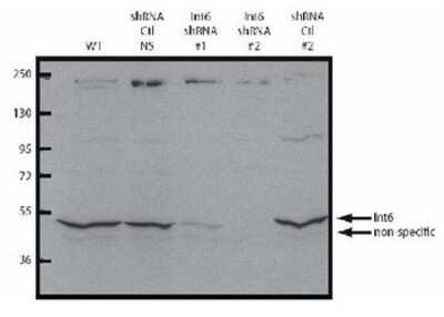 Western Blot: eIF3e Antibody [NB110-85528]