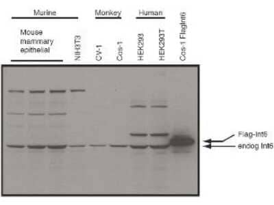 Western Blot: eIF3e Antibody [NB110-85528]