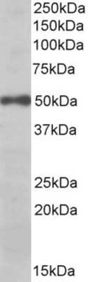 Western Blot: eIF3e Antibody [NBP1-52116]