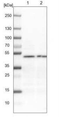 Western Blot: eIF3e Antibody [NBP1-84869]