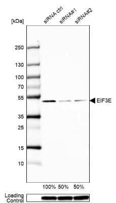 Western Blot: eIF3e Antibody [NBP1-84869]