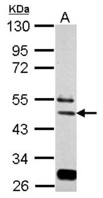 Western Blot: eIF3e Antibody [NBP2-16298]