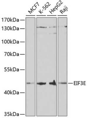 Western Blot: eIF3e AntibodyBSA Free [NBP3-04723]