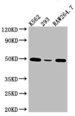 Western Blot: eIF4A1 Antibody (7C3) [NBP3-15220]