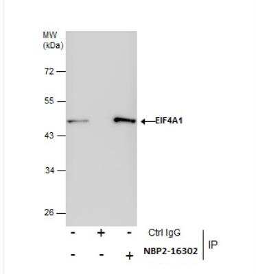 Immunoprecipitation: eIF4A1 Antibody [NBP2-16302]