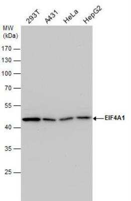 Western Blot: eIF4A1 Antibody [NBP2-16302]